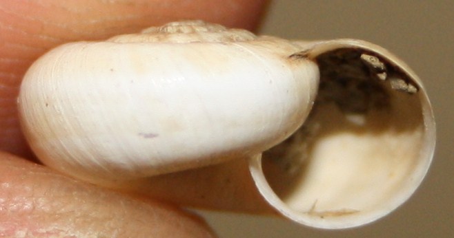 Monacha cartusiana e Cernuella cf. neglecta